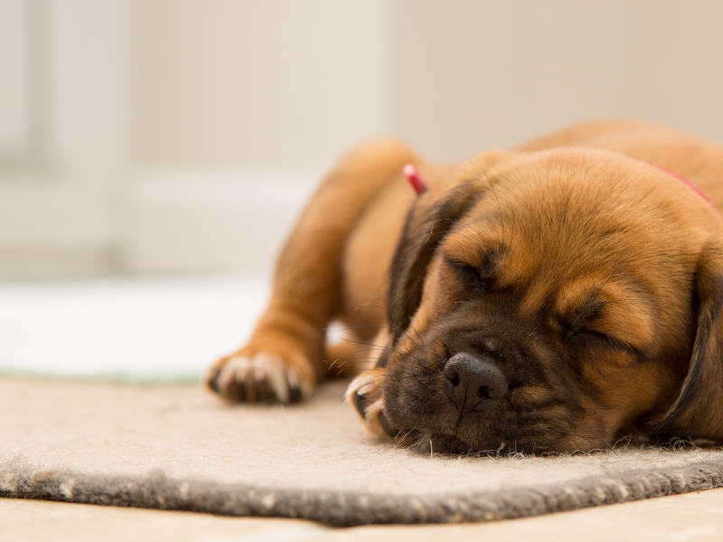 Little puppy on clean carpet after steam cleaning 