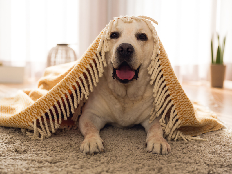 Happy dog on carpet before end of lease flea treatment
